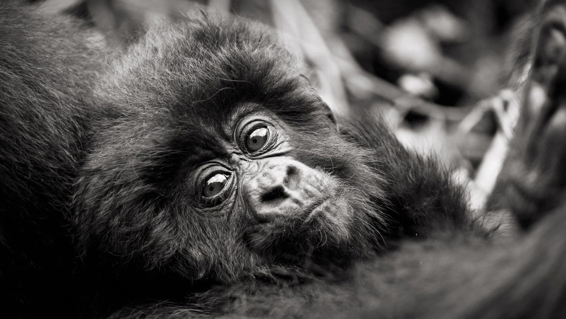 Ce jeune âgé de 6 mois environ est un joli symbole de la vitalité actuelle de la population de gorilles de montagne. Dian Fossey est l’une des premières à les avoir mis en lumière et les efforts continus de conservation depuis son assassinat en 1985 ont permis à la population de passer d’environ 250 à un peu plus de 1.000 au dernier recensement (2018). C’est un réel succès et c’est actuellement la seule population de grands singes en augmentation. Même si les défis demeurent nombreux, ils sont le symbole qu’une forte mobilisation, à condition que l’on s’en donne les moyens, peut payer.